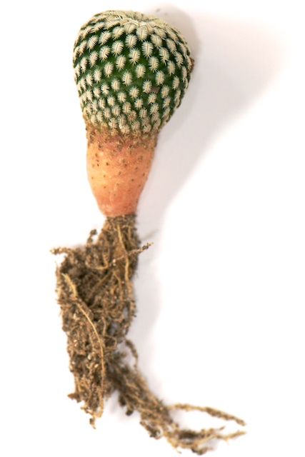 BioCactus: ¿Qué tipos de raíces tienen los cactus?
